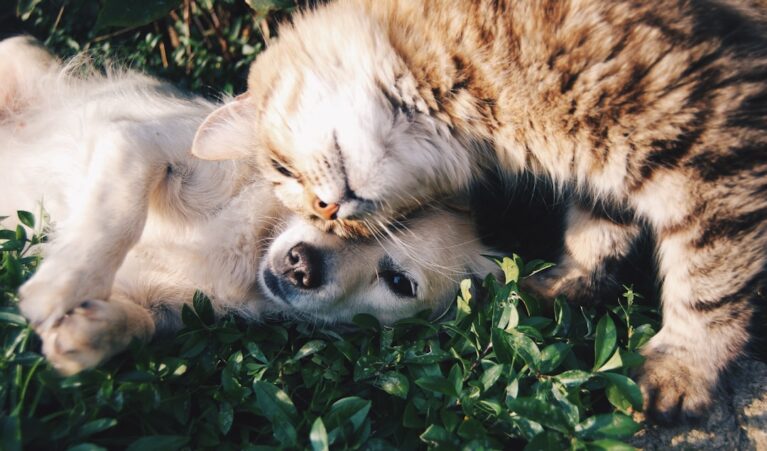 How to Prepare Pets for Emergencies and Storms
